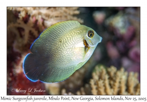 Mimic Surgeonfish juvenile