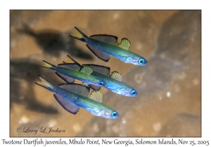 Twotone Dartfish juveniles