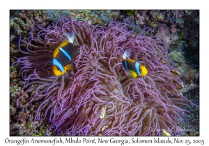 Orangefin Anemonefish