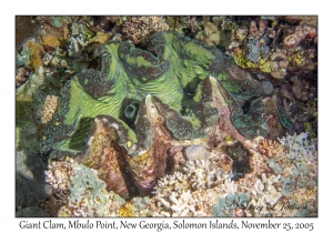 Giant Clam