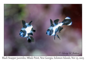 Black Snapper juveniles