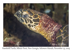 Hawksbill Sea Turtle