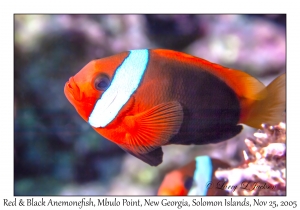 Red and Black Anemonefish