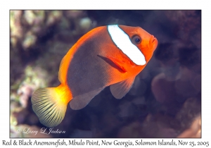 Red and Black Anemonefish