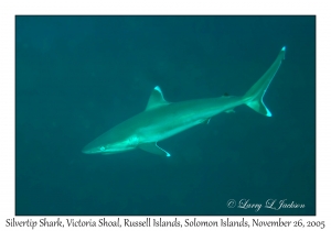 Silvertip Shark