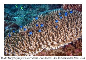 Palette Surgeonfish juveniles