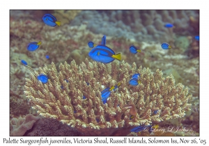 Palette Surgeonfish juveniles