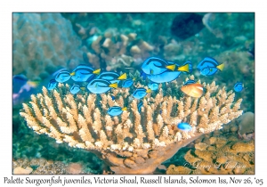 Palette Surgeonfish juveniles