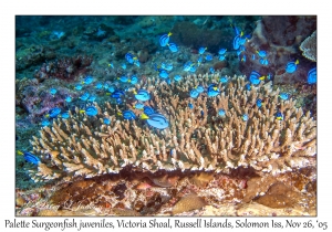 Palette Surgeonfish juveniles