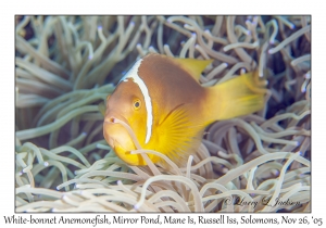 White-bonnet Anemonefish