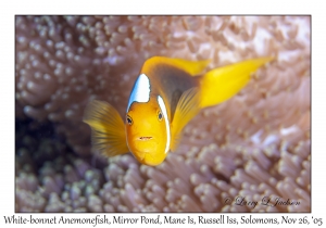 White-bonnet Anemonefish