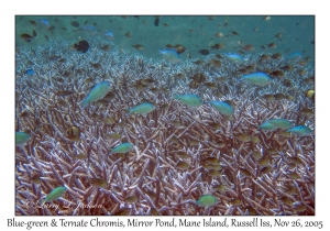 Blue-green & Ternate Chromis