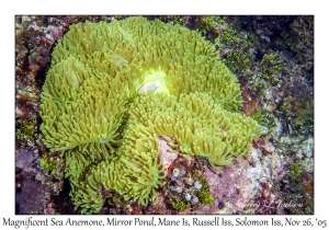 Magnificent Sea Anemone