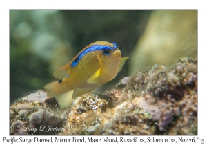 Pacific Surge Damsel