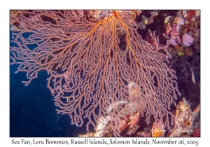 Sea Fan