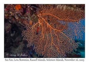 Sea Fan