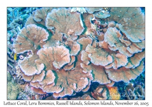 Lettuce Coral