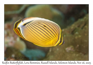 Redfin Butterflyfish