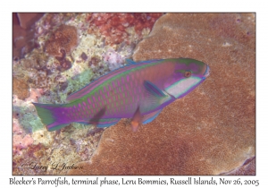 Bleeker's Parrotfish