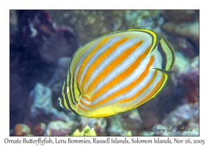 Ornate Butterflyfish