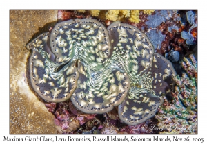 Maxima Giant Clam