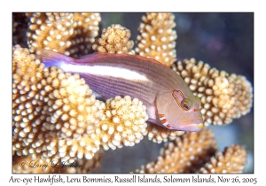 Arc-eye Hawkfish