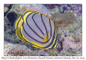 Meyer's Butterflyfish