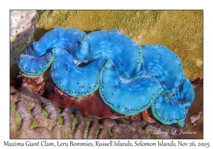 Maxima Giant Clam