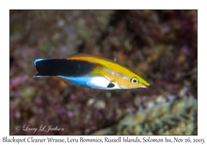 Blackspot Cleaner Wrasse