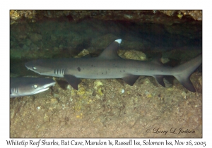 Whitetip Reef Shark