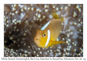 White-bonnet Anemonefish