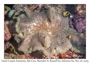 Giant Carpet Anemone