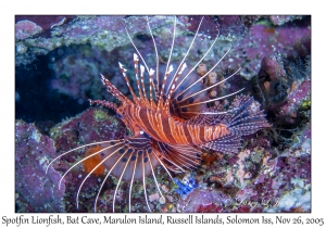 Spotfin Lionfish