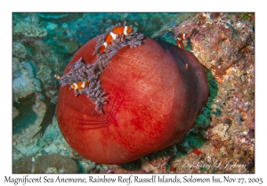 Magnificent Sea Anemone