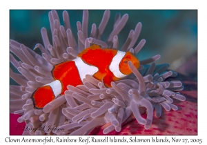 Clown Anemonefish