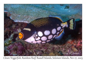 Clown Triggerfish