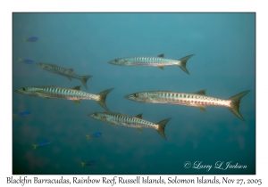 Blackfin Barracuda