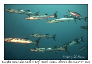 Blackfin Barracuda