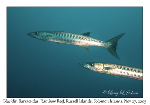 Blackfin Barracuda