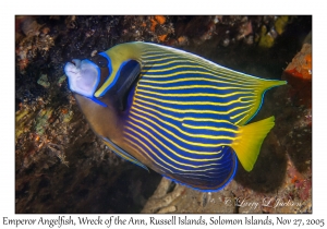 Emperor Angelfish