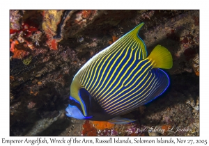 Emperor Angelfish