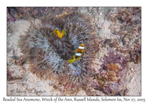 Beaded Sea Anemone