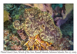 Fluted Giant Clam