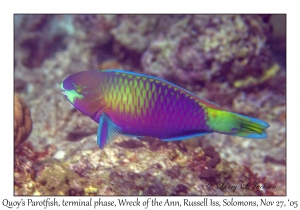Quoy's Parrotfish