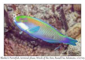 Bleeker's Parrotfish