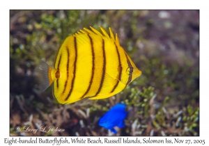 Eight-banded Butterflyfish