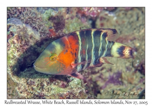 Redbreasted Wrasse