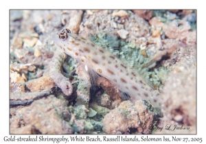 Gold-streaked Shrimpgoby