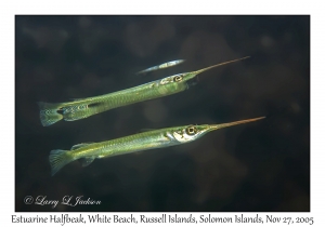 Estuarine Halfbeak