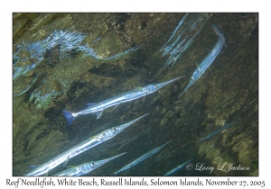 Reef Needlefish